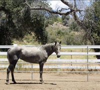 The Nevada Dept. of Agriculture found this filly wandering around the desert