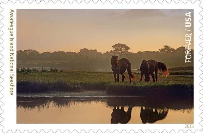 Assateague Seashore Stamp