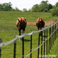 Electric tape fence