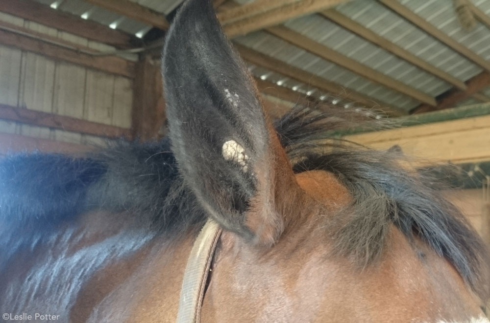 Horse Ear Plaque