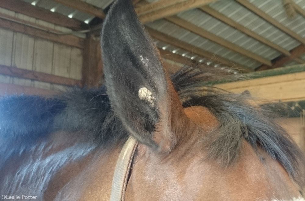 Horse Ear Plaque