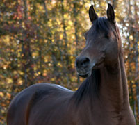 Autumn Arabian