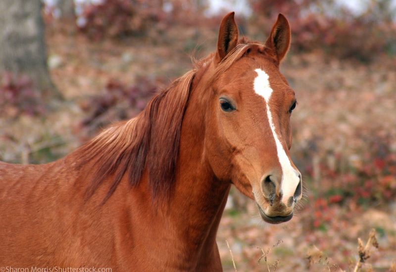 Autumn Arabian