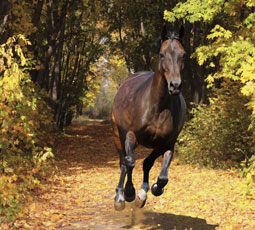 Autumn horse