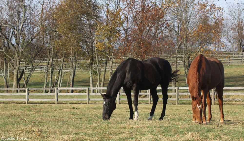 Autumn Horses Grazing