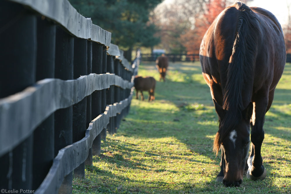 Autumn Grazing