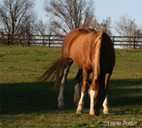 Autumn grazing