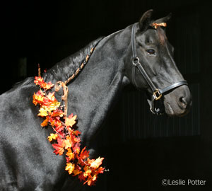 Halloween horse