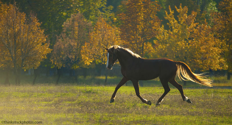 Autumn Scenery