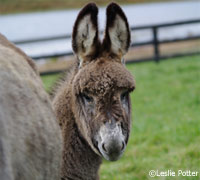 Baby donkey