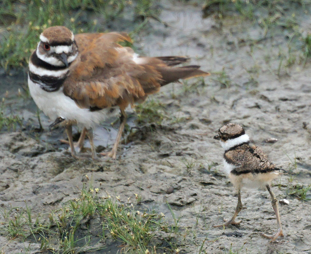 Baby Killdeer