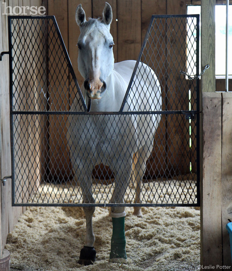 Horse with leg bandage
