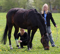 Bandaging a horse's leg