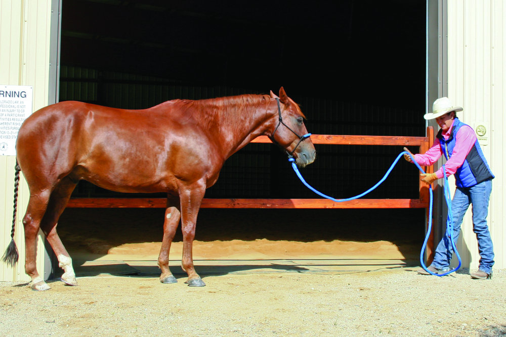 Julie Goodnight Barn Aisle Training