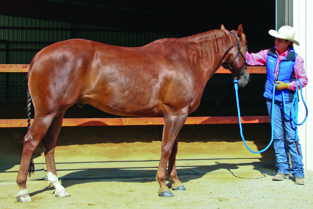 Julie Goodnight Barn Aisle Training