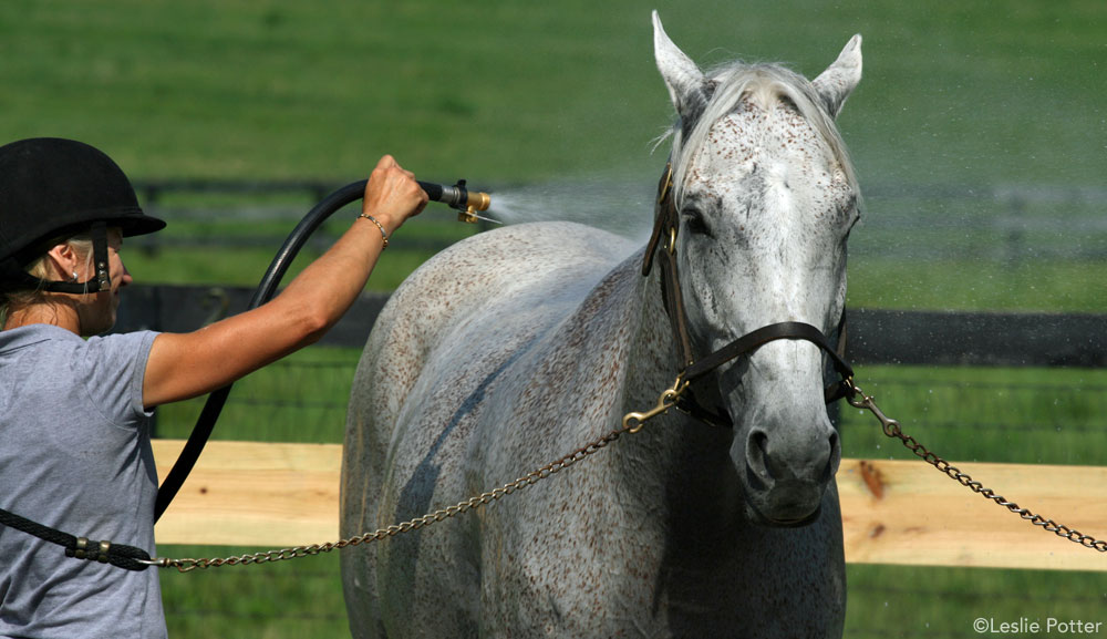 Bathing a Horse