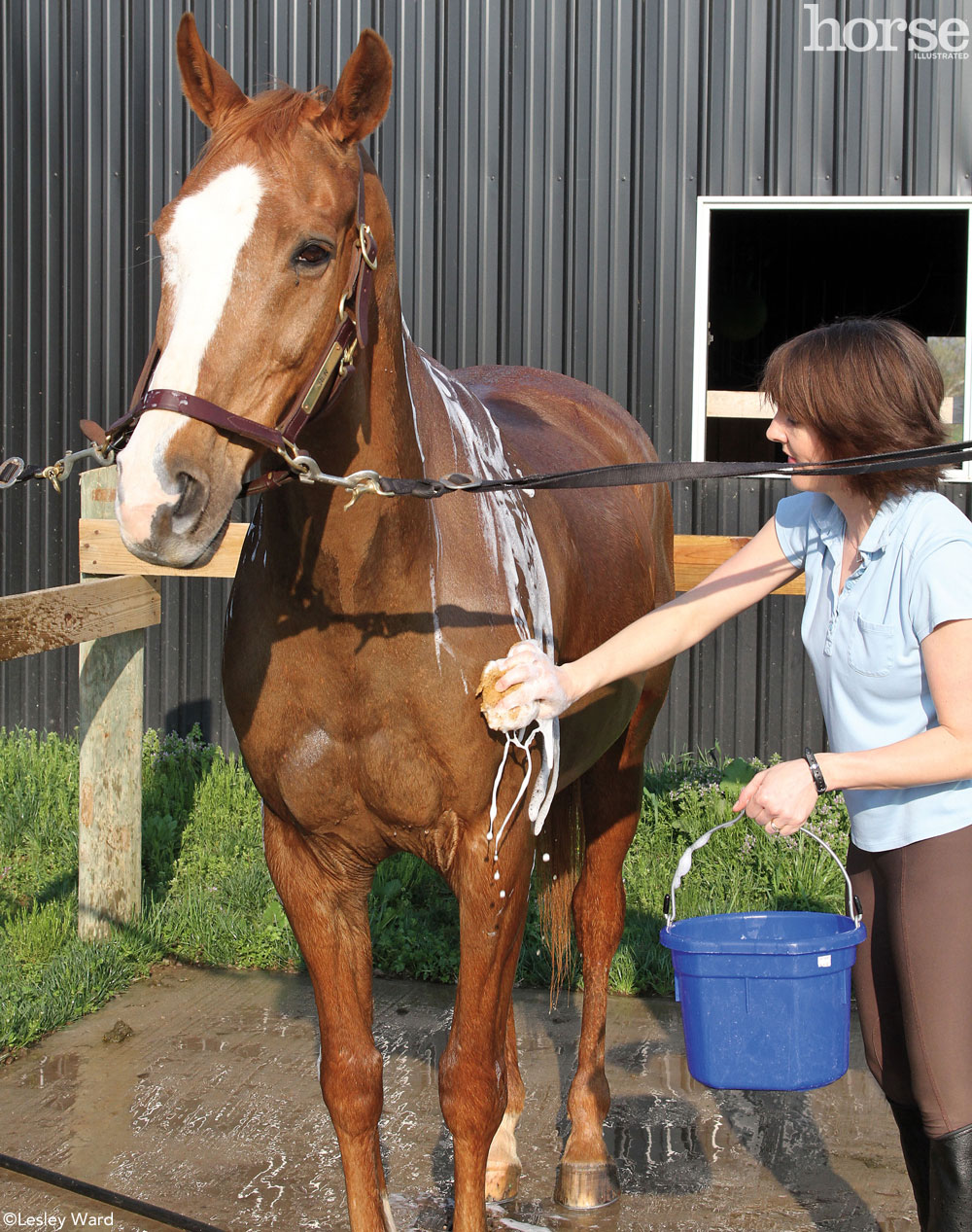 horse grooming secrets