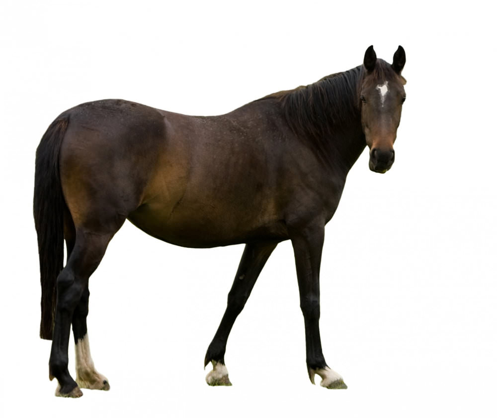 Bay horse on a white background representing a locked stifle