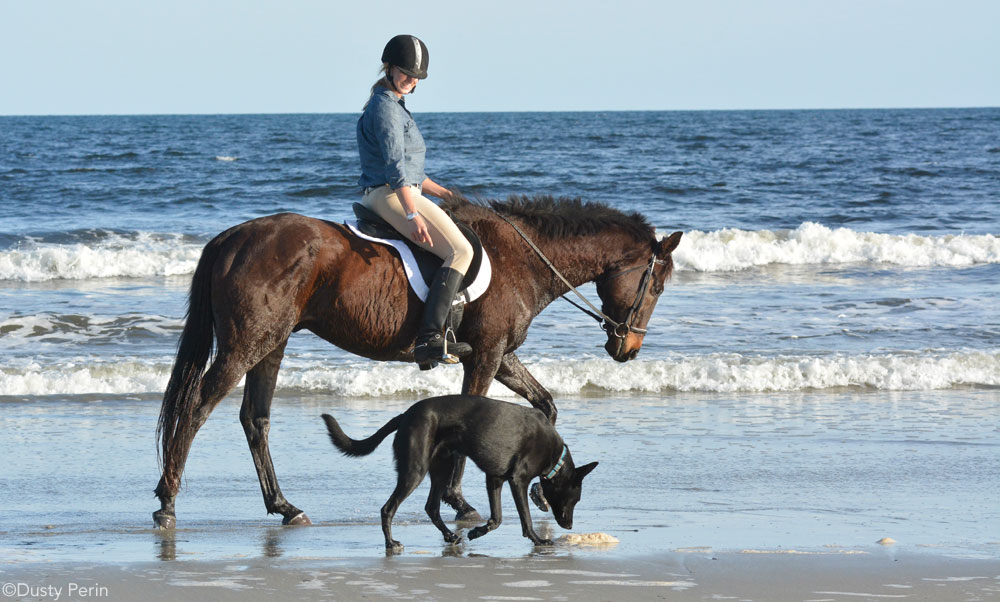 Beach Ride with Dog