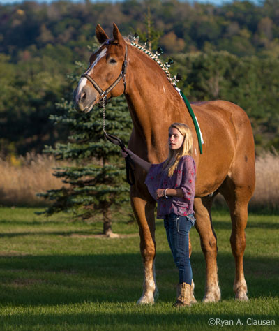 Big Jake the Belgian draft horse