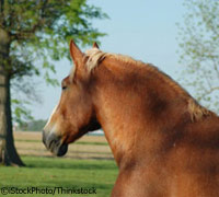 Belgian horse