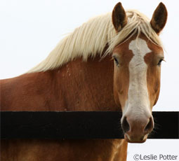 Belgian draft horse