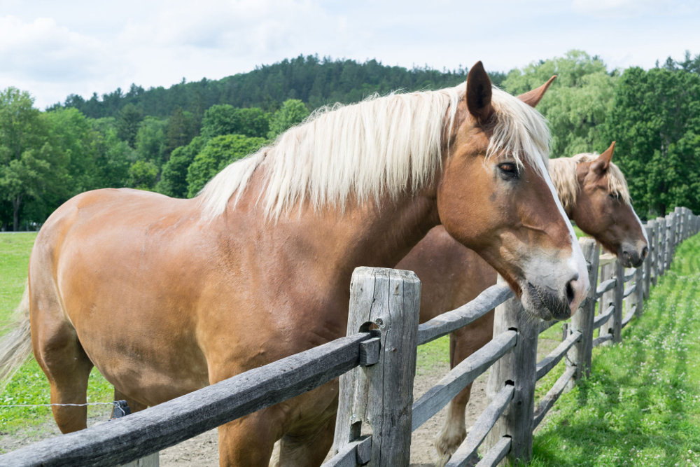 Belgian Draft Horses