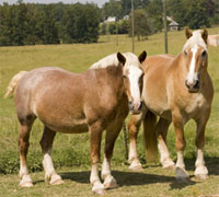 Belgian horses