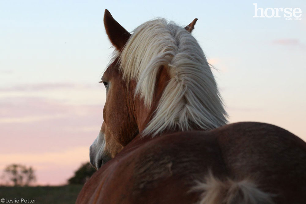 View of a Belgian's mane at sunset