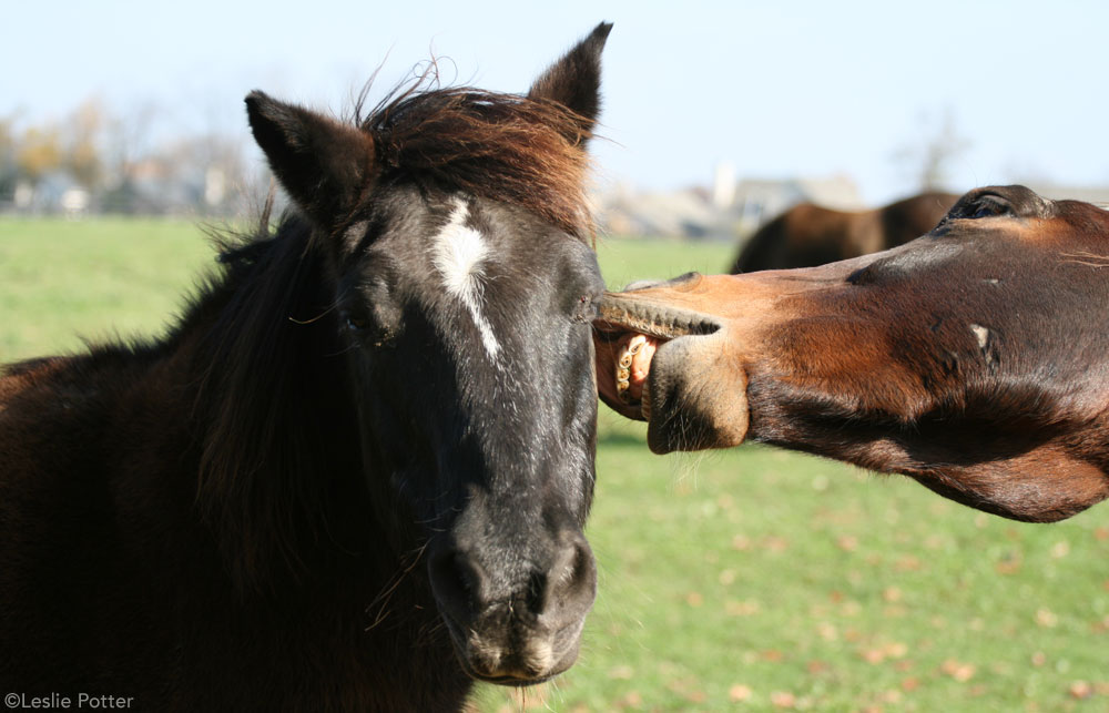 Biting Horse