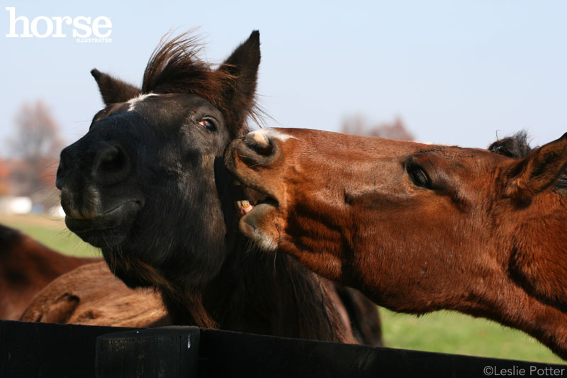 Biting Horse