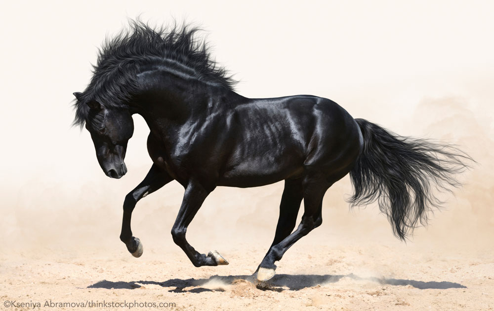 A black horse galloping in sand