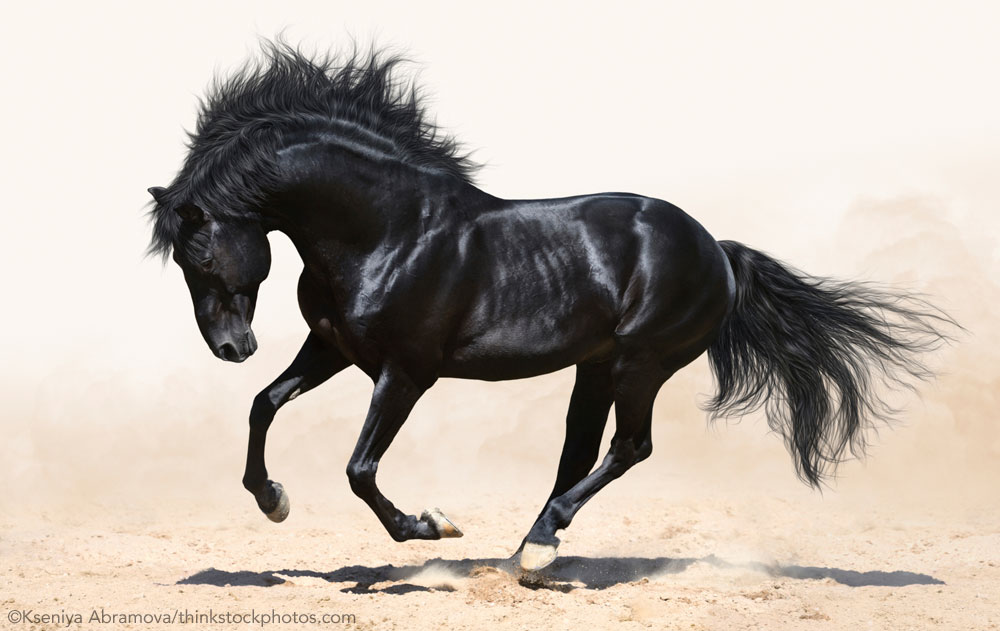 Black-Horse A black horse galloping in sand