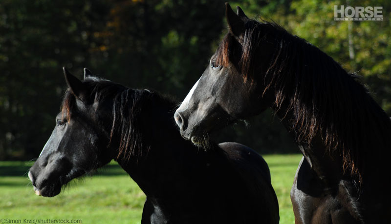 Black Horses