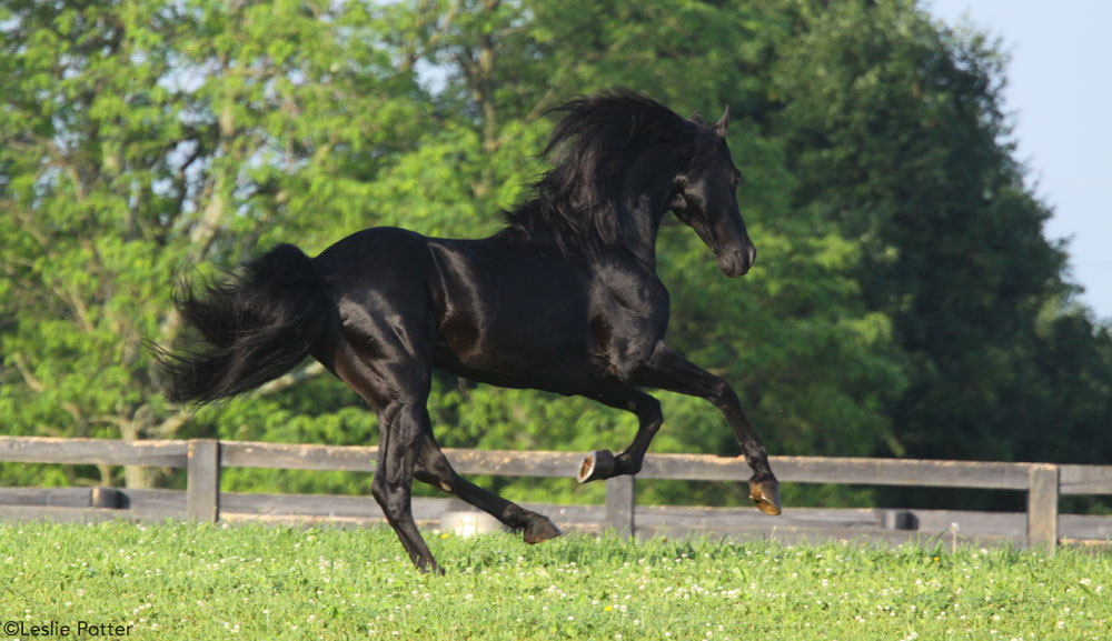 A galloping black horse
