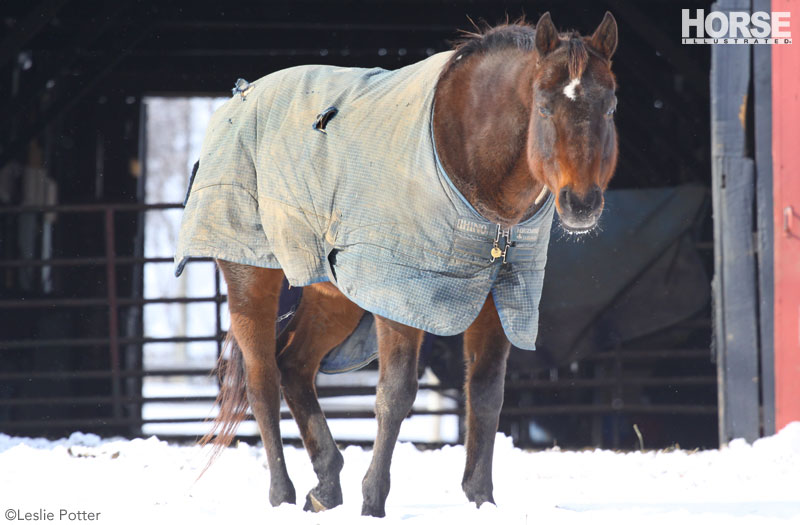 A horse wearing a blanket mid-winter that needs repair