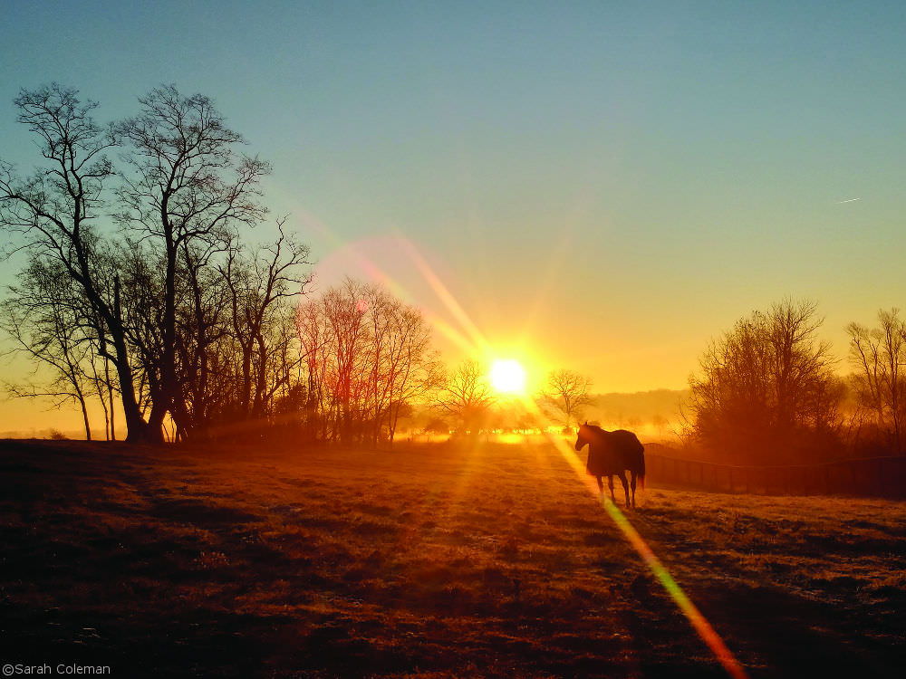 Horse at Sunrise