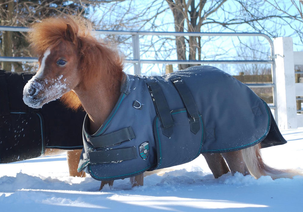 Gentle Carousel Therapy Horses in the Snow