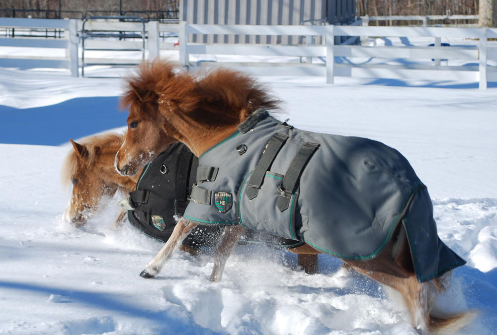 Gentle Carousel Therapy Horses in the Snow