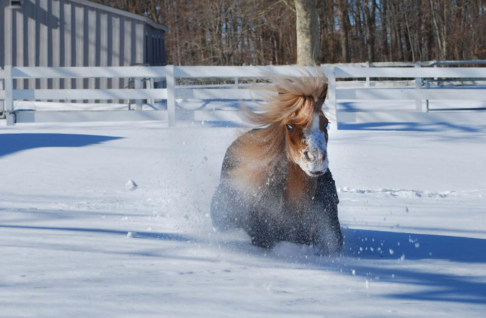 Gentle Carousel Therapy Horses in the Snow