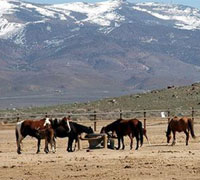 Mustangs at a BLM holding facility