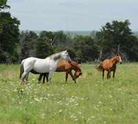 BLM Mustangs