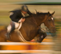 Grand Prix show jumper