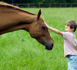 Horse and boy