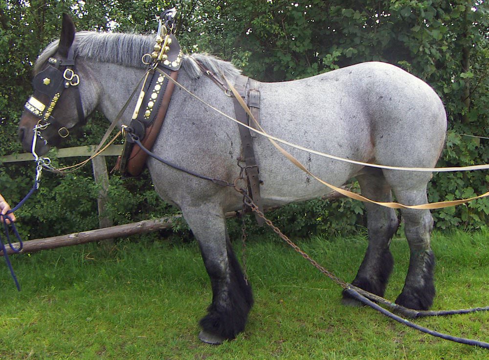 Brabant Horse