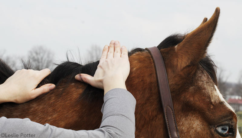 Braiding a Mane