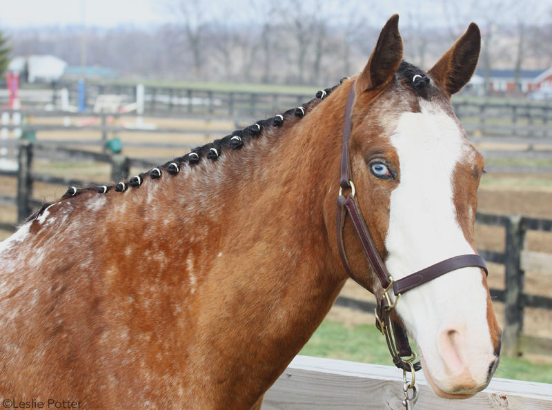 Braiding a Mane