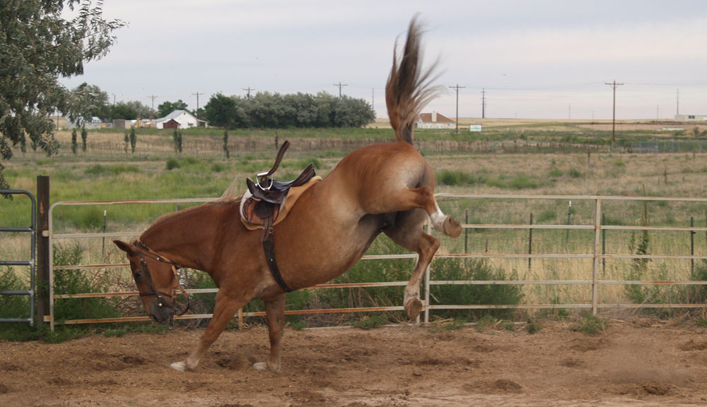 Bucking Horse