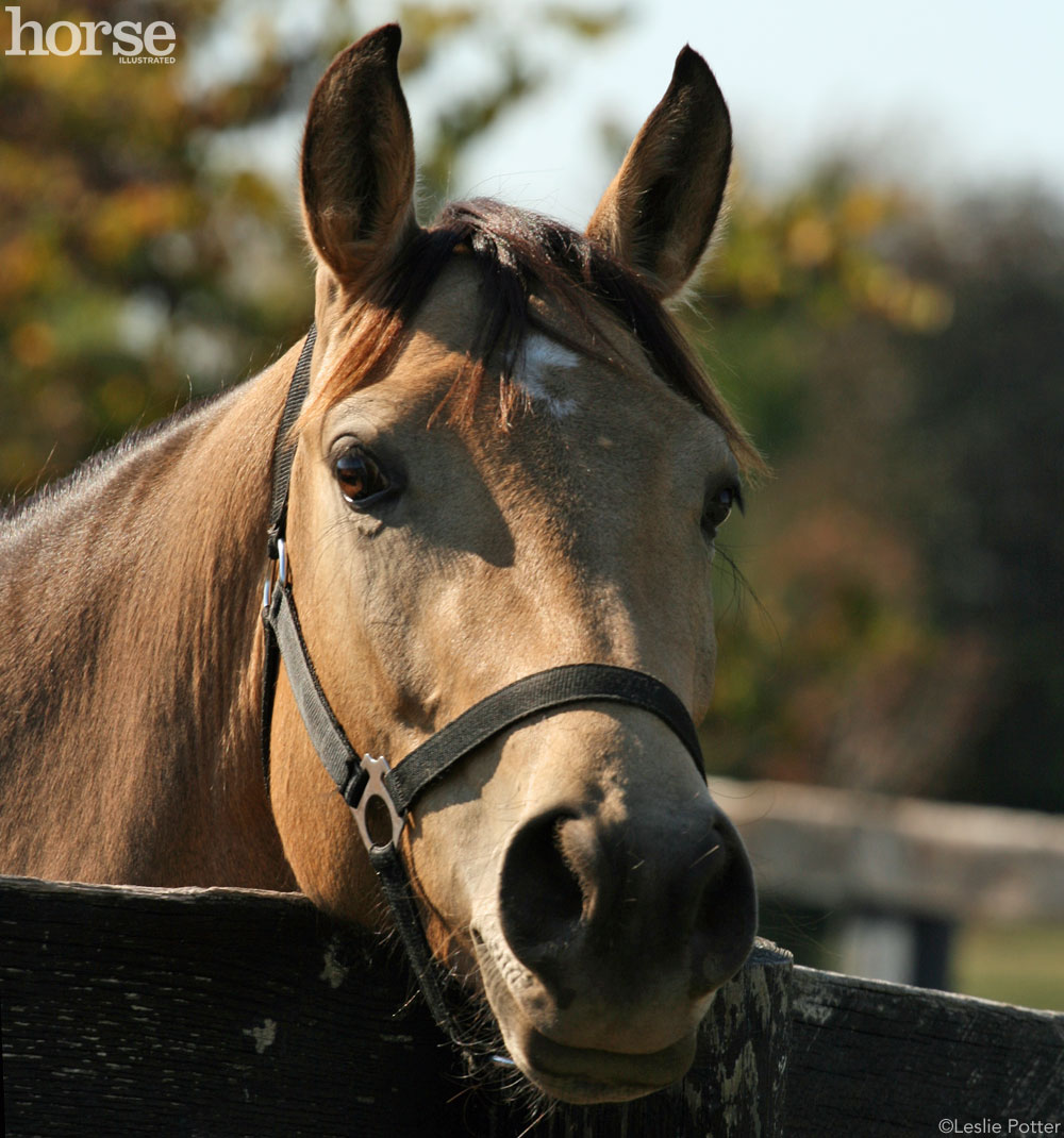 Buckskin Horse