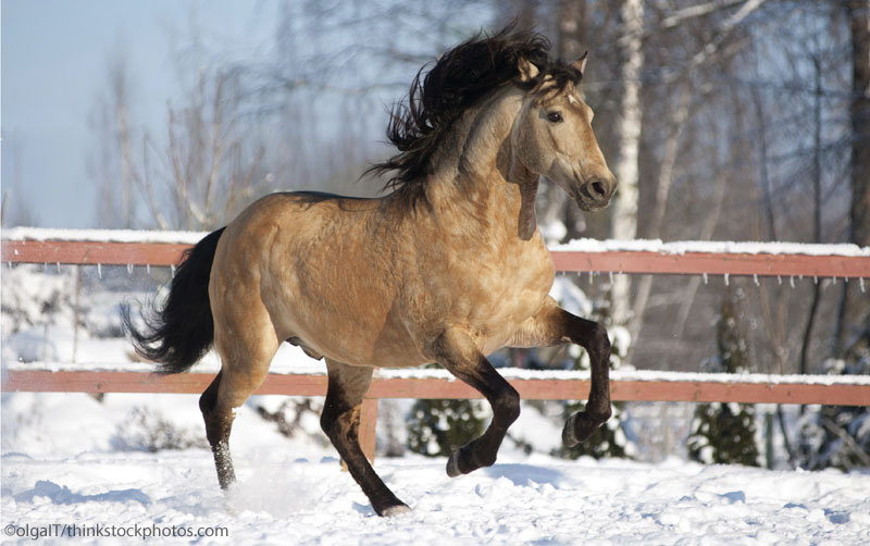 Buckskin